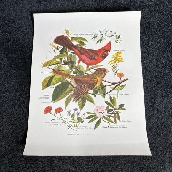 Arthur Singer Portfolio of Bird Prints Complete Set (8) - Vintage Botanical Art - Picture 2 of 16